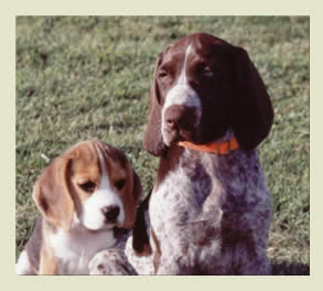 Beagle Puppy & German Shorthaired Pointer