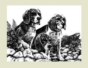 Beagle Dogs